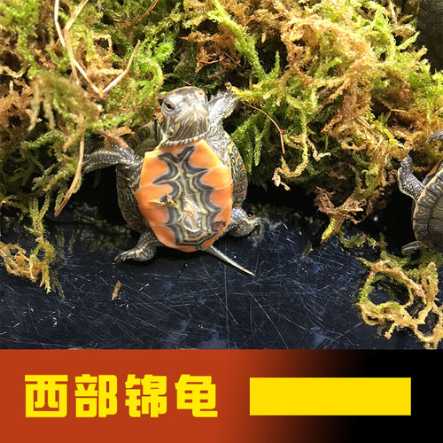 旦旦丁丁水族锦龟活泼颜色鲜艳