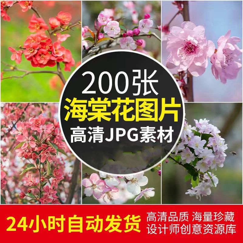 高清jpg素材海棠花图片树枝花苞花蕊粉红白花瓣摄影特写花卉植物
