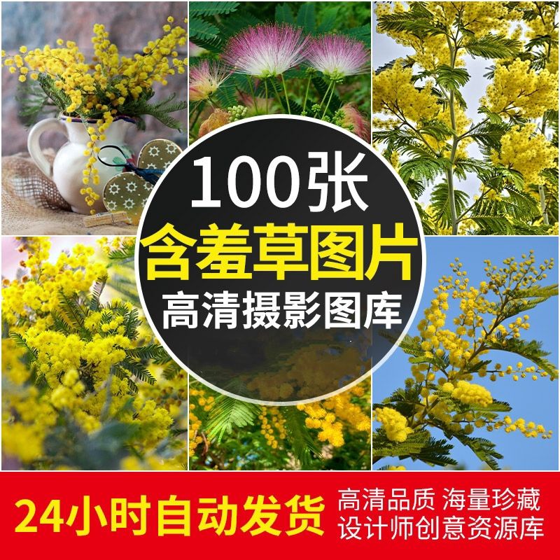 高清JPG素材含羞草图片花卉植物观赏小黄花团簇清新唯美背景壁纸