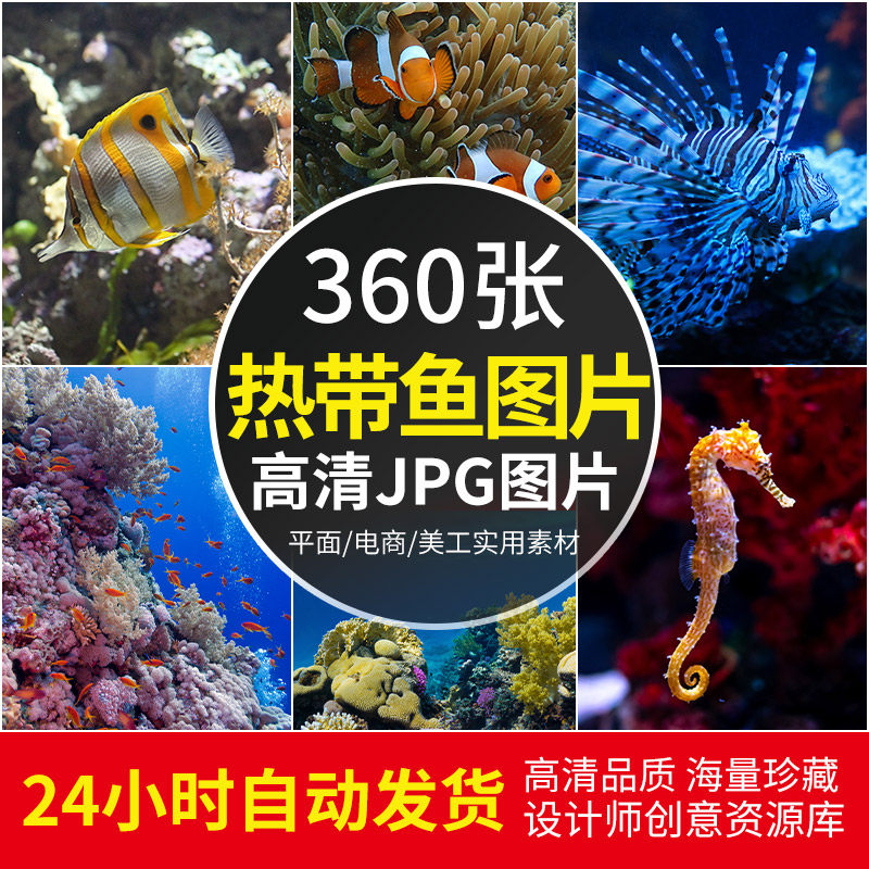 高清jpg素材热带鱼图片海洋底世界珊瑚海葵鱼类群水族馆海报宣传