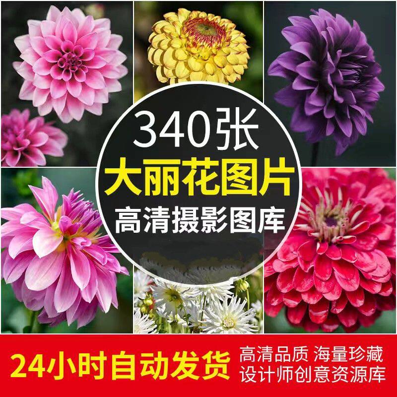 高清jpg素材大丽花图片背景花卉植物摄影清新唯美照鲜花盛开园艺