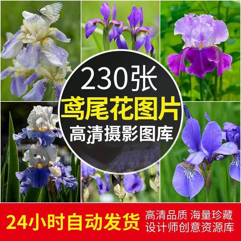 高清jpg素材鸢尾花图片鲜花卉植物摄影唯美背景园艺特写花瓣花蕊