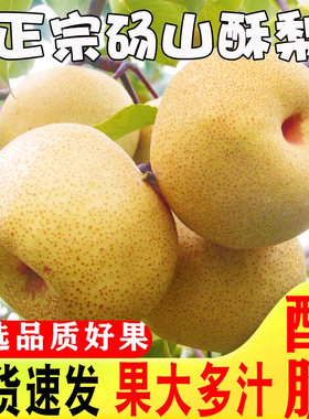 梨子新鲜10斤砀山梨应季安徽汤山梨现摘香雪梨水果梨脆甜整箱包邮