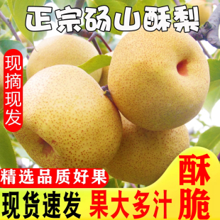 包邮 安徽汤山梨现摘香雪梨水果梨脆甜整箱 梨子新鲜10斤砀山梨应季