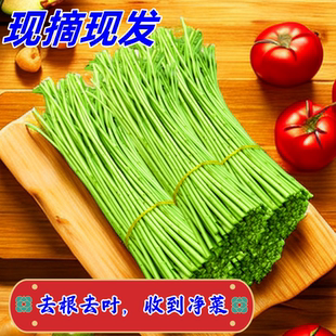宿迁新鲜芦蒿杆藜蒿泥蒿柳蒿芽净菜去叶去老根净菜可选择顺丰快递