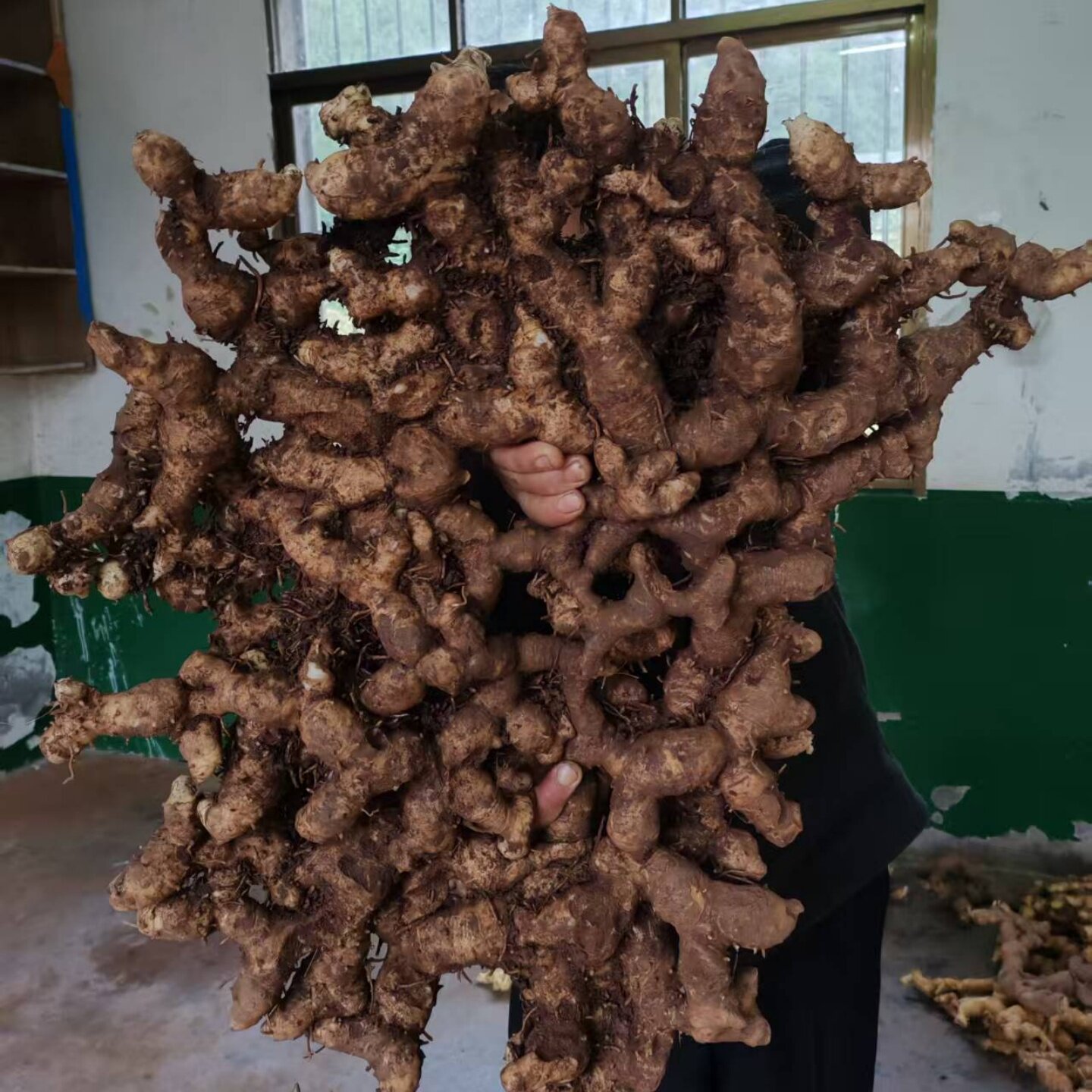 深山林仿野生多花姜型黄精泡酒图片