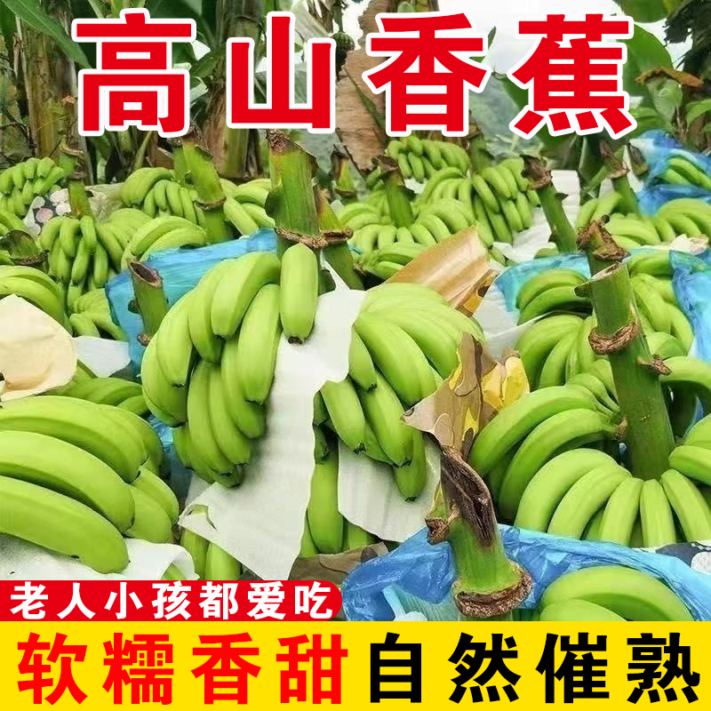 [精选单根香蕉]正宗广西高山甜蕉时令水果现砍现发青皮芭蕉自然熟