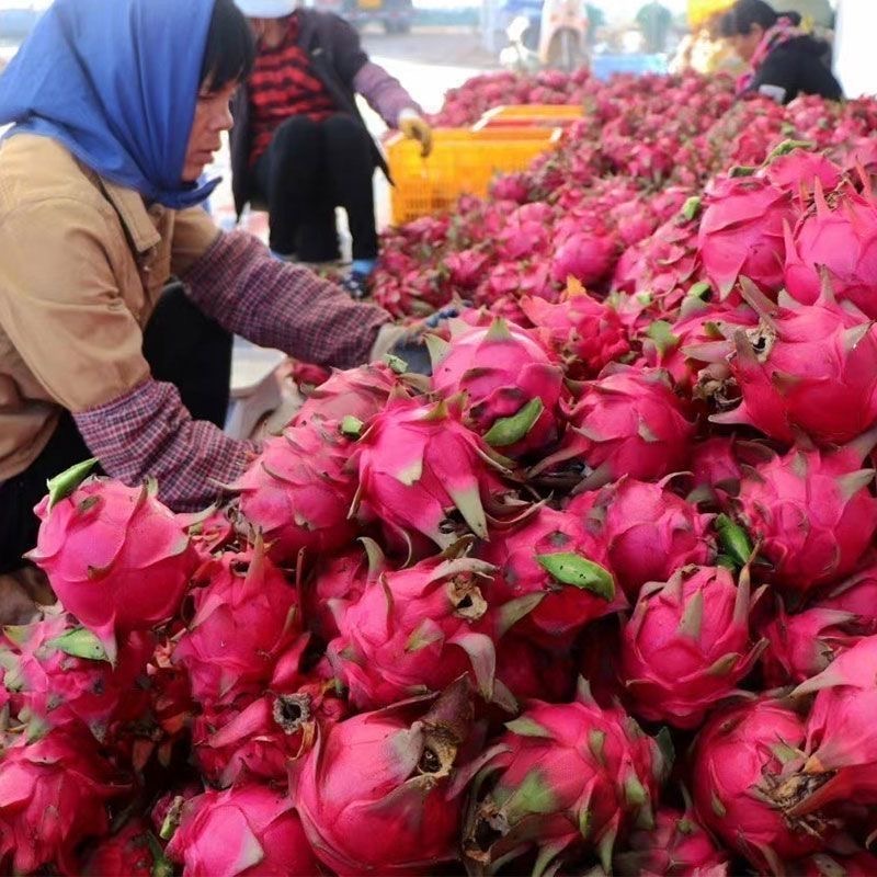 产地直发正宗广西金都一号红心火龙果新鲜时令水果红肉大果整箱甜