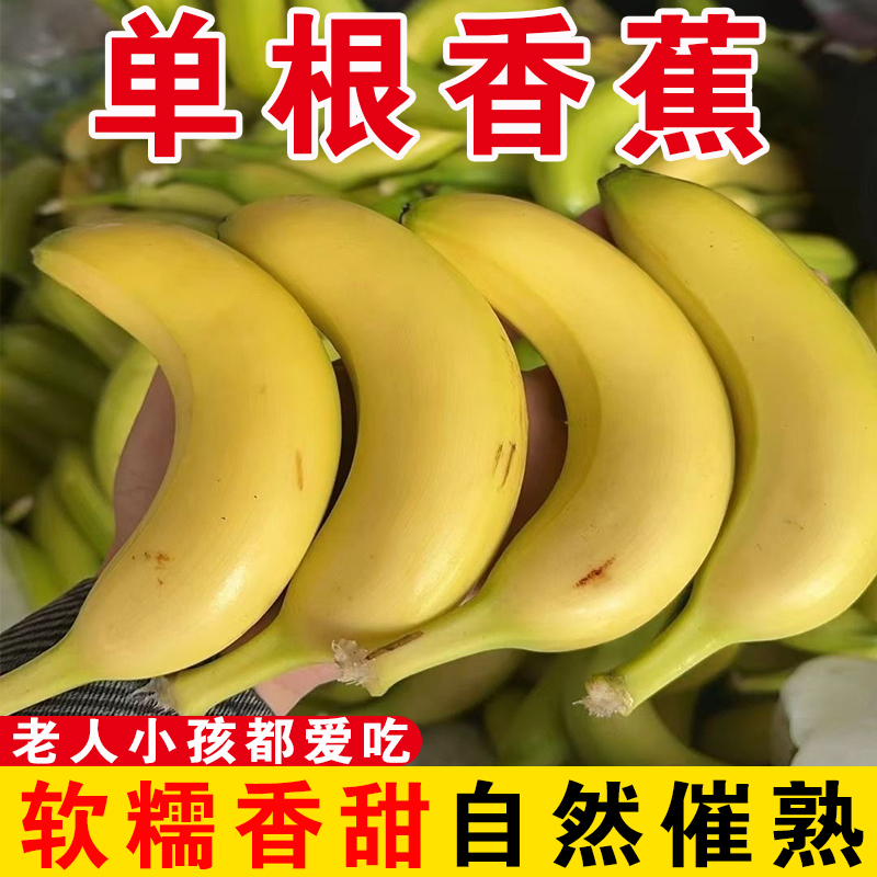 网红单根香蕉正宗广西高山甜香蕉时令水果现砍现发青皮芭蕉自然熟