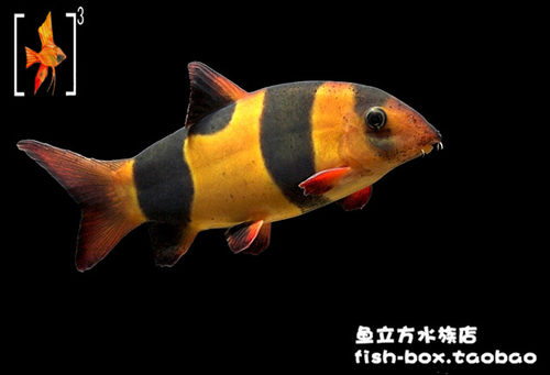泥鳅底栖活体热带观赏鱼