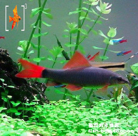 红尾黑鲨 黑沙 彩虹沙 泰国黑鲨 5-6cm 鲤科 热带观赏鱼 活体