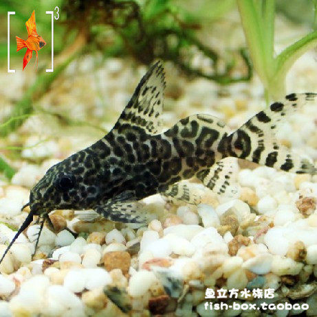 反游猫 倒吊 5--6cm 鲶鱼科 清洁鱼 热带观赏鱼 活体