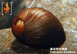 军帽螺 石蜒螺 黑金刚螺2CM左右 除藻、刮缸利器 热带观赏鱼 活体