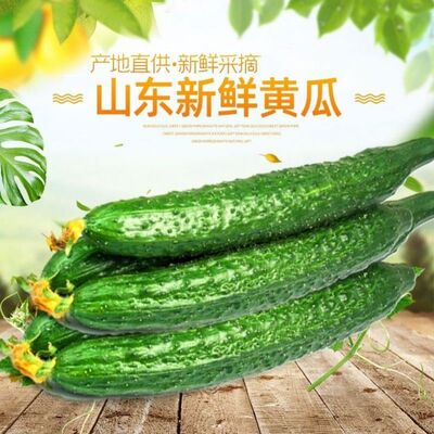 畅销新鲜带刺黄瓜现摘青瓜绿心应季实令蔬菜可生吃3/5/10斤一整箱