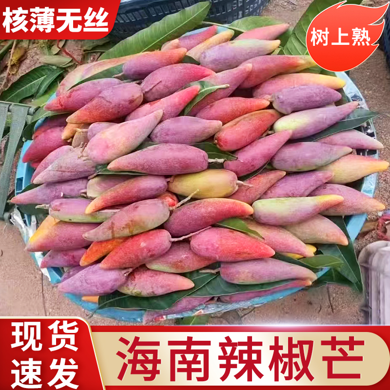 三亚树上熟辣椒芒果纯甜