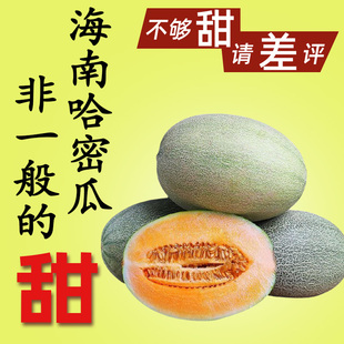 正宗海南哈密瓜当季 西州蜜 新鲜孕妇热带水果现摘现发脆甜多汁应季