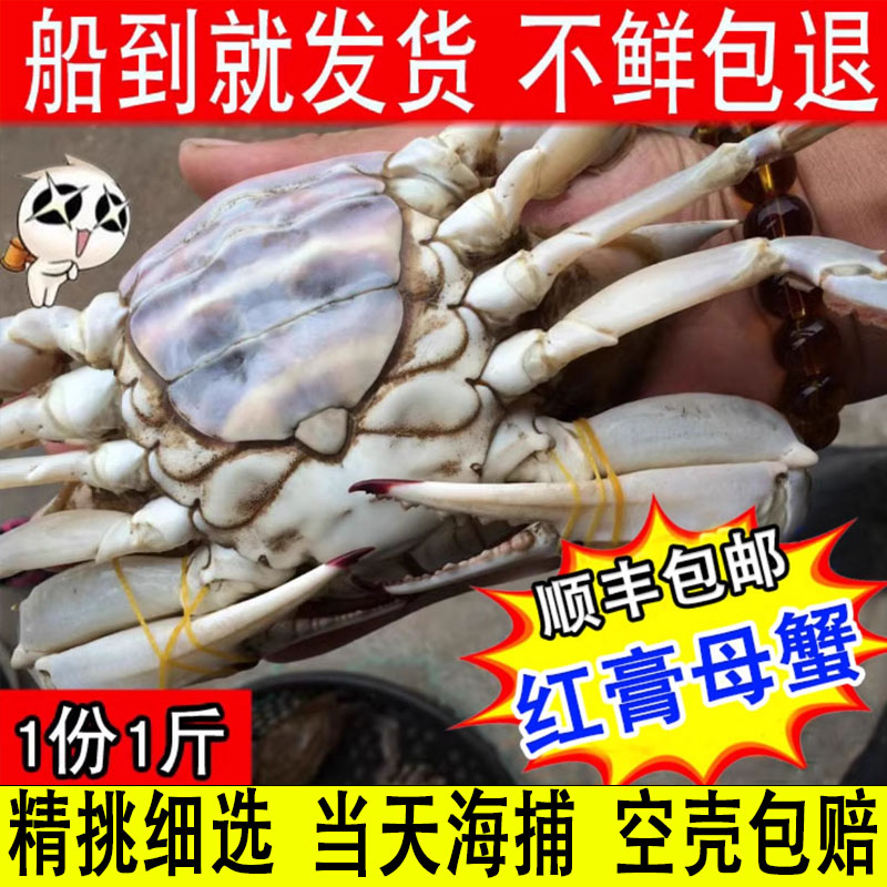 野生连云港包邮梭子蟹