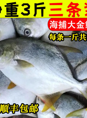 海捕大金鲳鱼3条鱼顺丰包邮海鲜