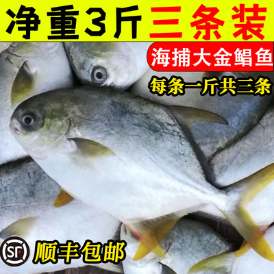 海捕大金鲳鱼3条鱼顺丰包邮海鲜