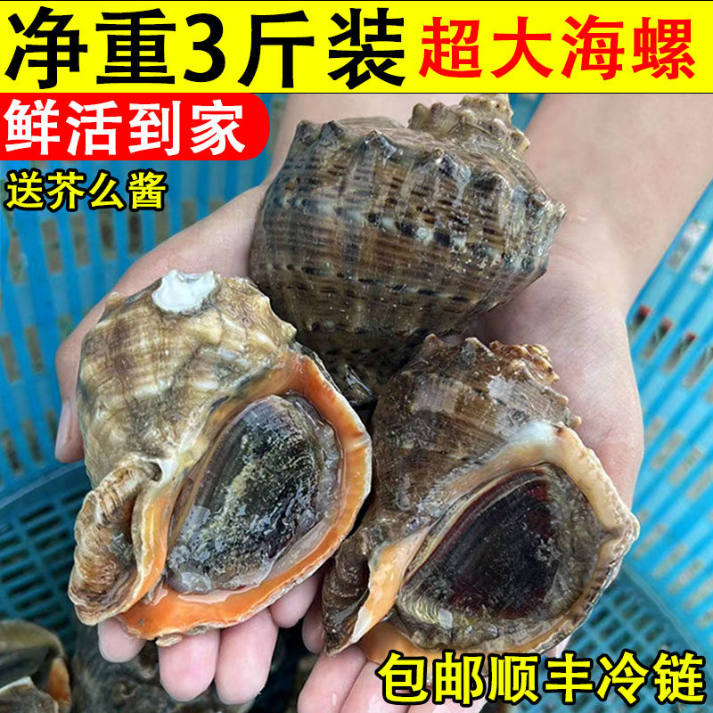 海螺鲜活超大新鲜大特无沙巨型小响螺贝壳类海鲜生鲜水产3斤装