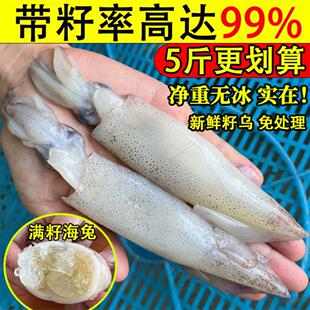海兔子满籽新鲜笔管鱼全籽籽乌小鱿鱼大乌贼墨鱼鲜活冷冻海鲜水产