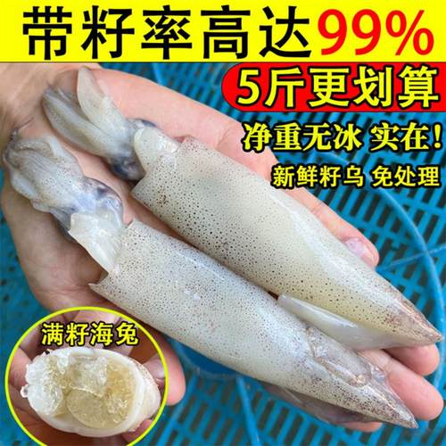 全籽海兔籽乌笔管鱼包邮免处理