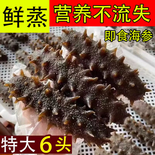 大鲜食即食海参辽连刺参鲜活冷蒸底播非淡干单个装冷冻海鲜500g