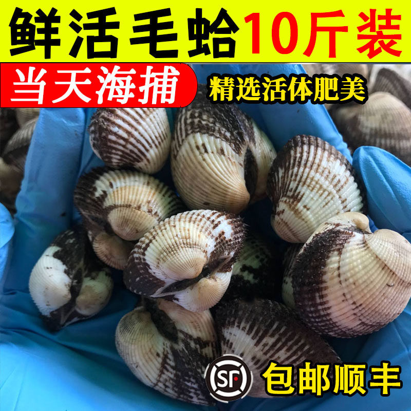 毛蛤鲜活野生蛤蜊肉血蛤大毛钳蚬子花蛤蜊赤贝干净小海鲜贝类水产