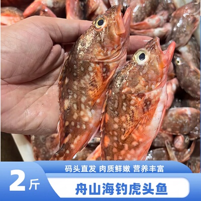 舟山海钓海捕鲜冻虎头鱼石翁鱼
