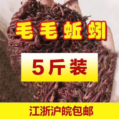 散装活体垂钓放生蚯蚓5斤包邮