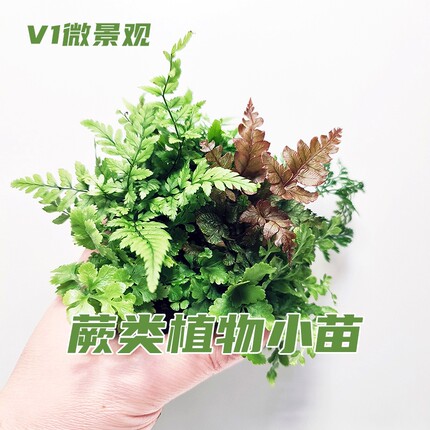 蕨类小苗创意迷你植物苔藓微景观生态瓶水陆雨林缸假山石造景绿植