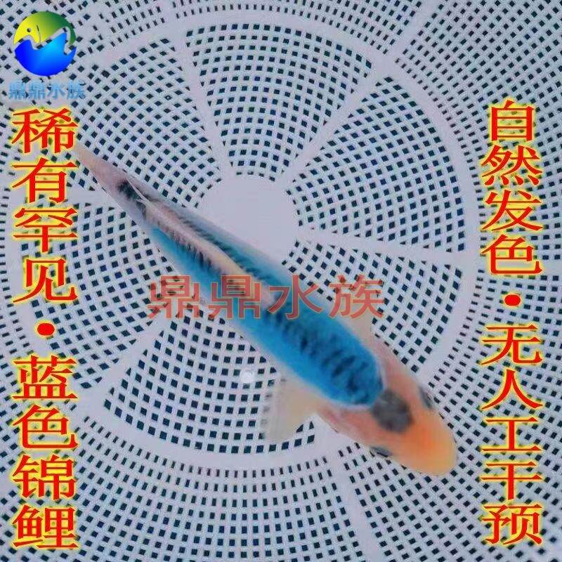 日本进口蓝色锦鲤观赏鱼