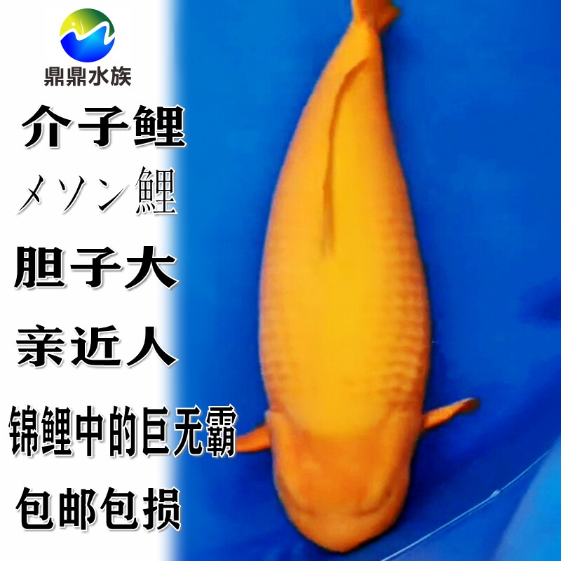 观赏鱼纯种日本锦鲤介子鲤小西芥子鲤鱼苗带头鱼巨型鲤亲近人活体