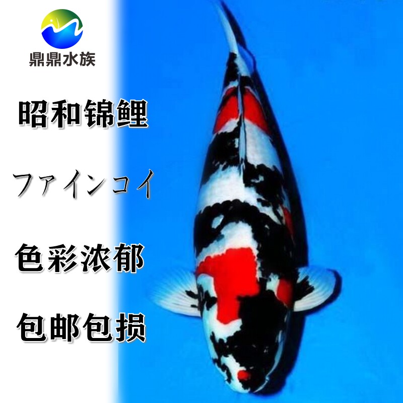 日本伊佐昭和锦鲤观赏鱼苗纯种三色锦鲤宠物鱼风水鱼淡水鱼冷水鱼