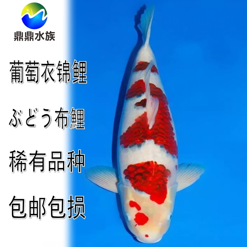 观赏鱼纯种日本锦鲤葡萄衣锦鲤鱼活体宠物鱼风水鱼冷水鱼包活