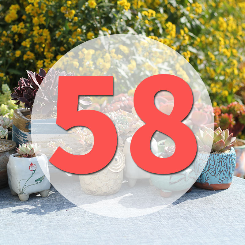 直播阳台美观多肉植物