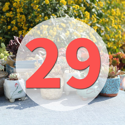 直播阳台美观多肉植物