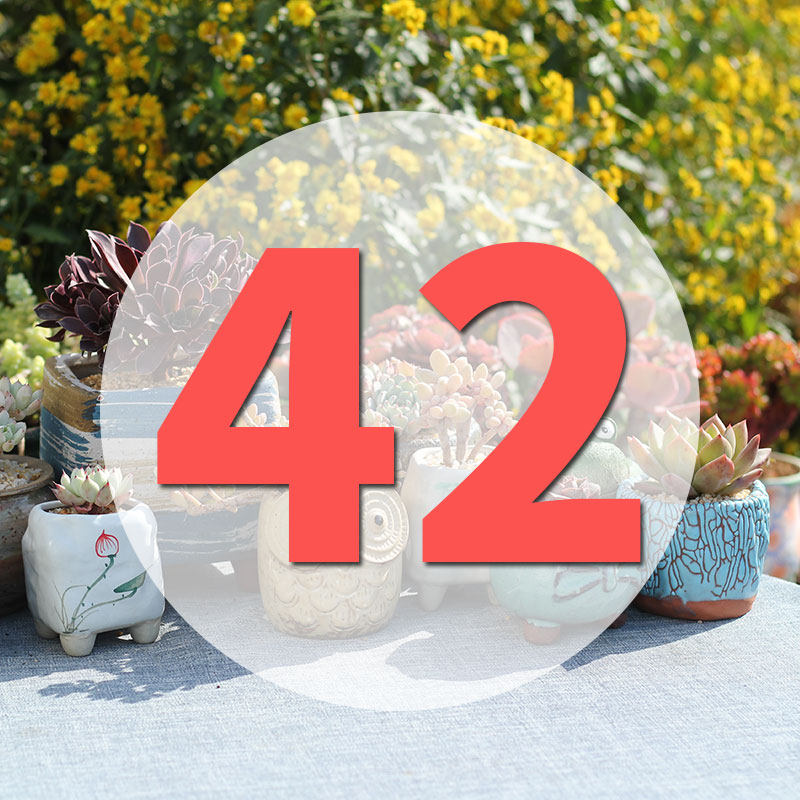 直播专用链接42号,鲜花速递/花卉仿真/绿植园艺,多肉植物,淘宝优惠券,粉丝福利购,淘宝优惠卷