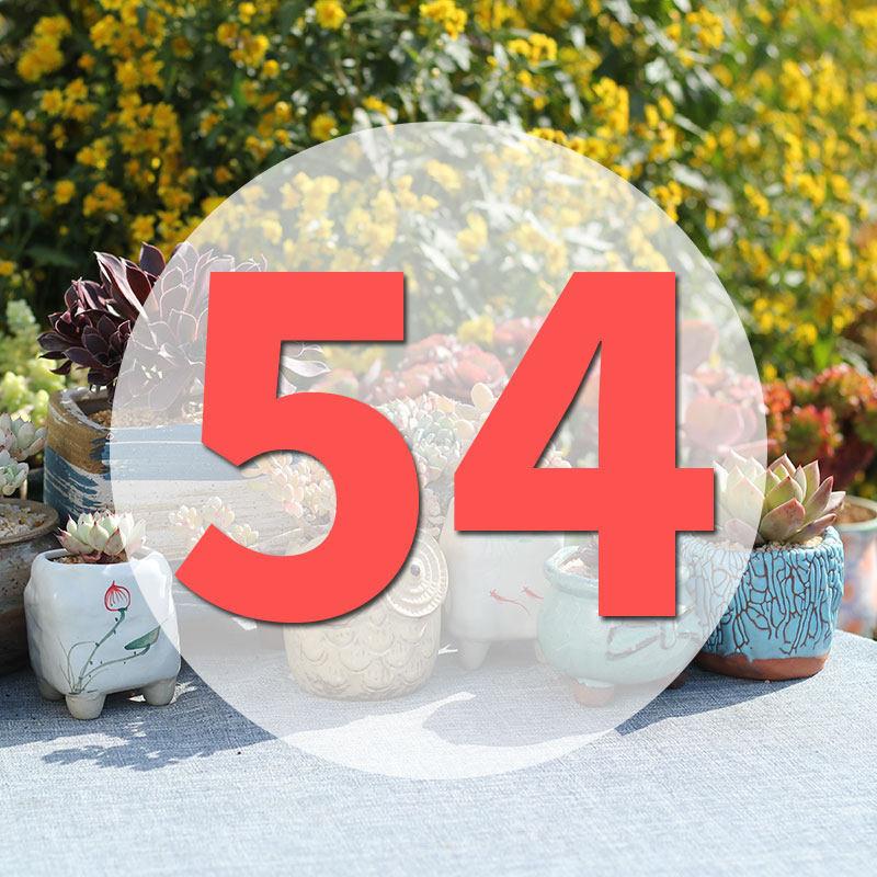 直播专用链54号,鲜花速递/花卉仿真/绿植园艺,花盆,淘宝优惠券,粉丝福利购,淘宝优惠卷