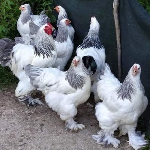 纯种婆罗门鸡梵天鸡5枚蛋孵化种蛋受精蛋观赏鸡蛋