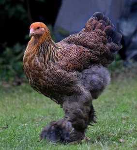 婆罗门鸡10枚黑白花梵天鸡混搭受精蛋种蛋受精蛋