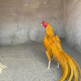 5枚鹰嘴斗鸡缅甸斗蛋鸡受精蛋种蛋受精蛋包邮