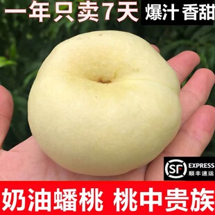 顺丰包邮蒙阴白蟠桃奶油白桃子新鲜水果现摘现发桃香浓郁香气扑鼻