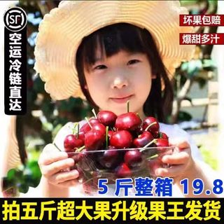 现摘山东美早大樱桃整箱当季特大甜水果新鲜国产车厘子孕妇水果5