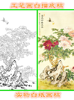 11B22高清大图工笔作业国画牡丹条幅白描线描实物打印稿条幅