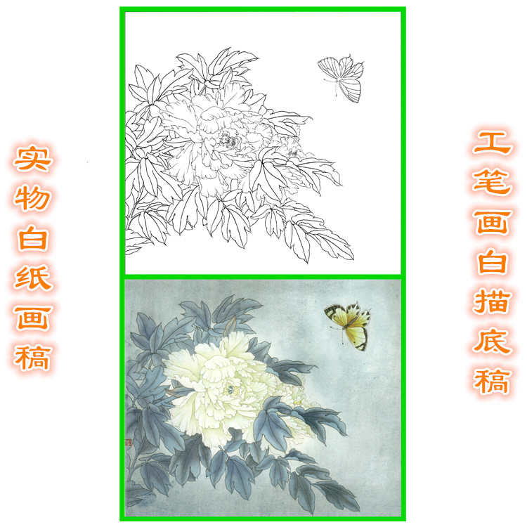11B24高清大图工笔作业国画牡丹条幅白描线描实物打印稿斗方小品