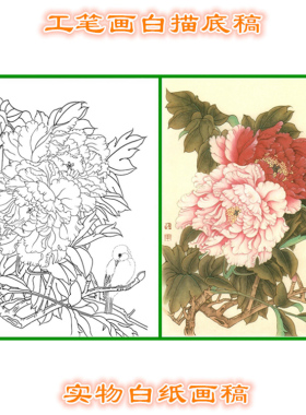 工笔画白描底稿实物线描打印画稿