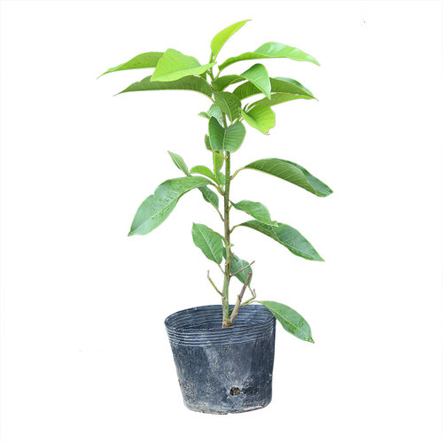 白兰花盆栽植物四季花卉绿植庭院