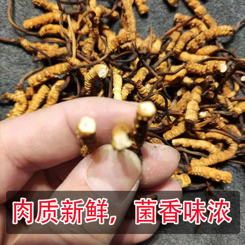 虫草断草冬草夏天然正品养生滋补品断虫草西藏虫草5克10克20克