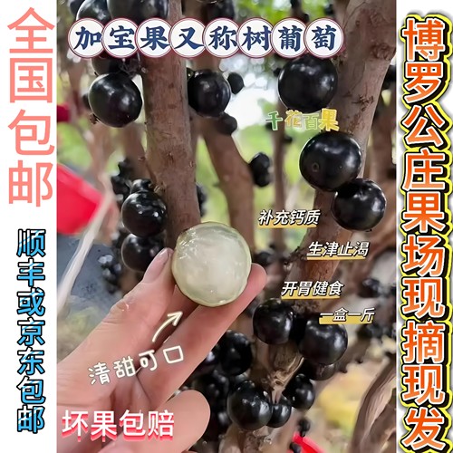 树葡萄（嘉宝果）1斤/盒果园现摘现发惠州博罗出产